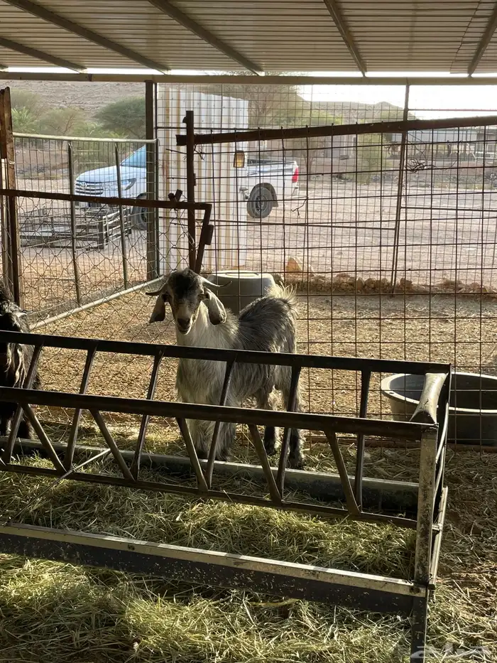 6 تيوس ذبايح طيبة 0