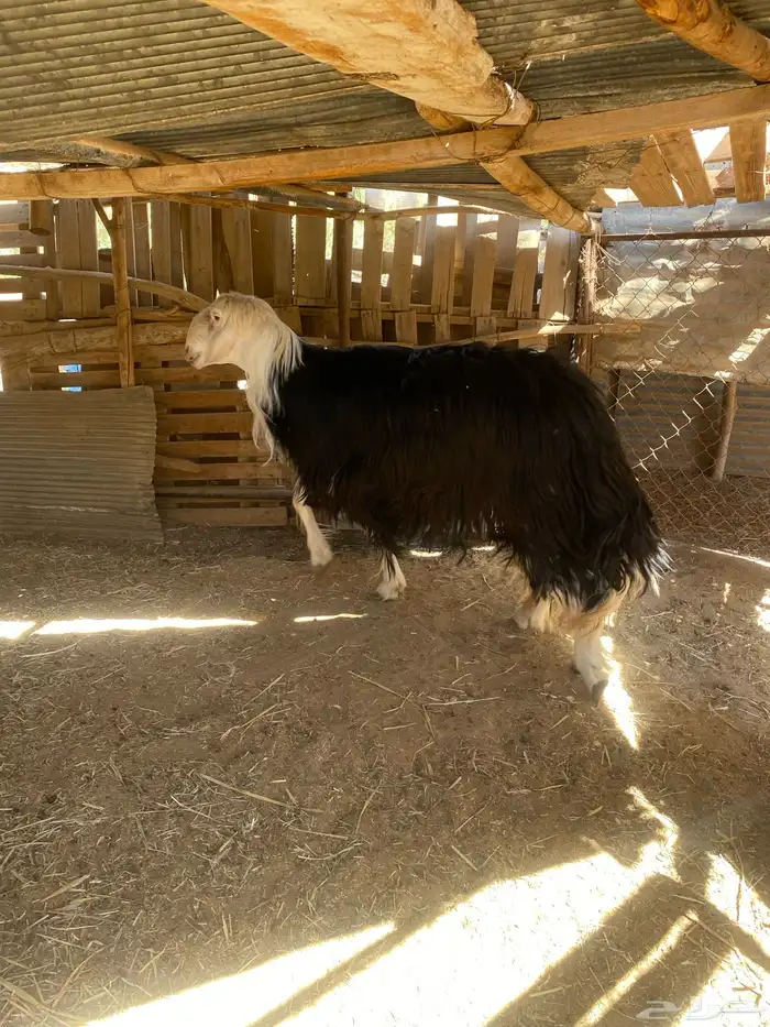 خروف نجدي طيب ( ثني ) 2