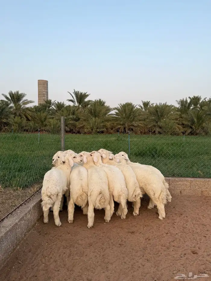 للبيع بهم حري 0