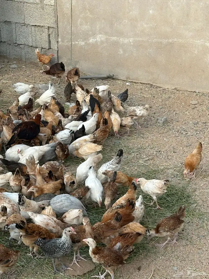 فروخ دجاج 7