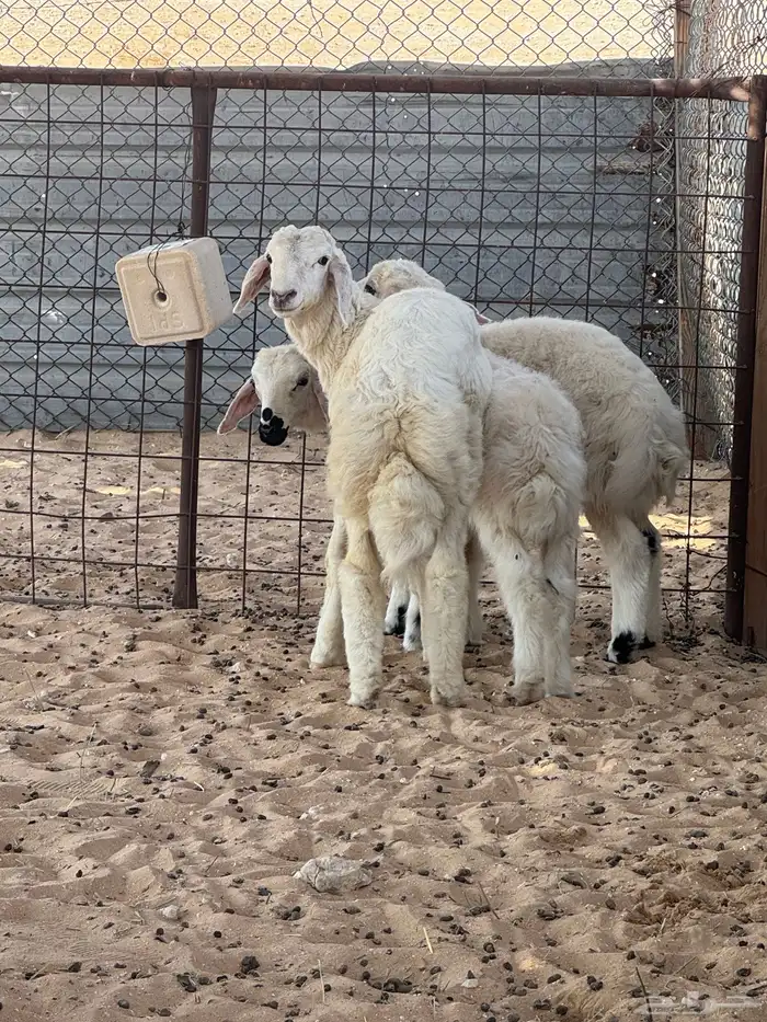 اعرض لكم خرفان 2عرب مكحله و1حري وعنز سديس دافع لها 4شهور 1