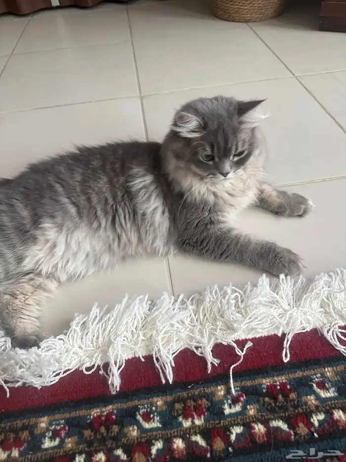 قط للبيع 350 مع جميع أشياءه البس مافيه اي مرض 0