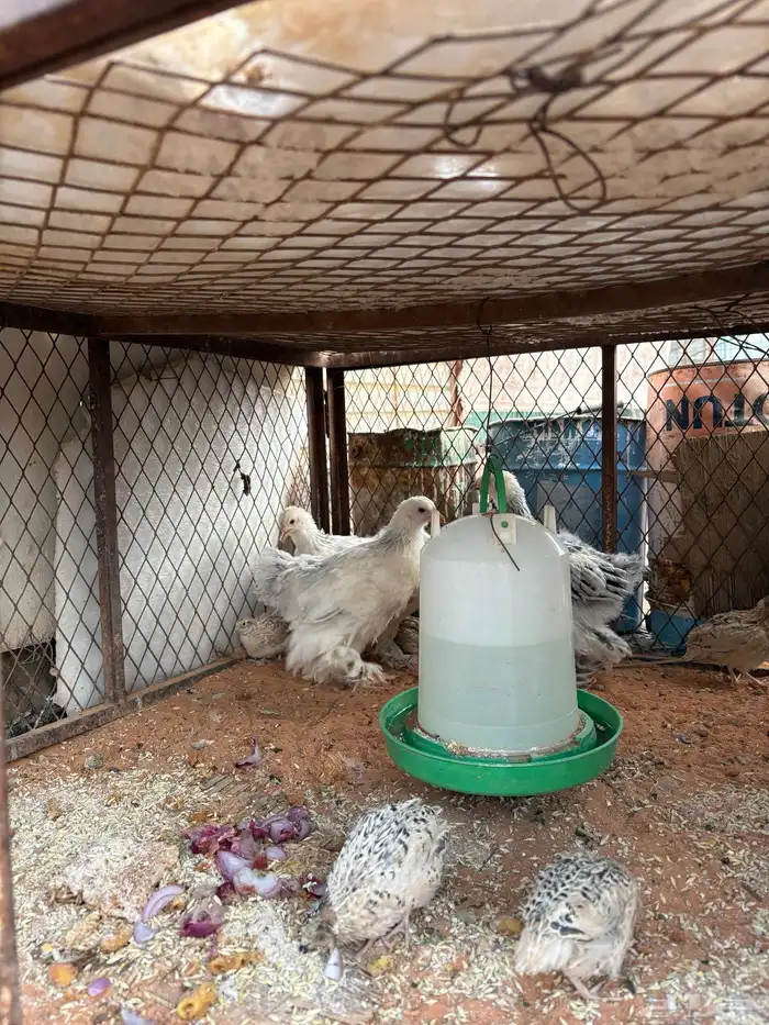 صوص دجاج وسمان 2