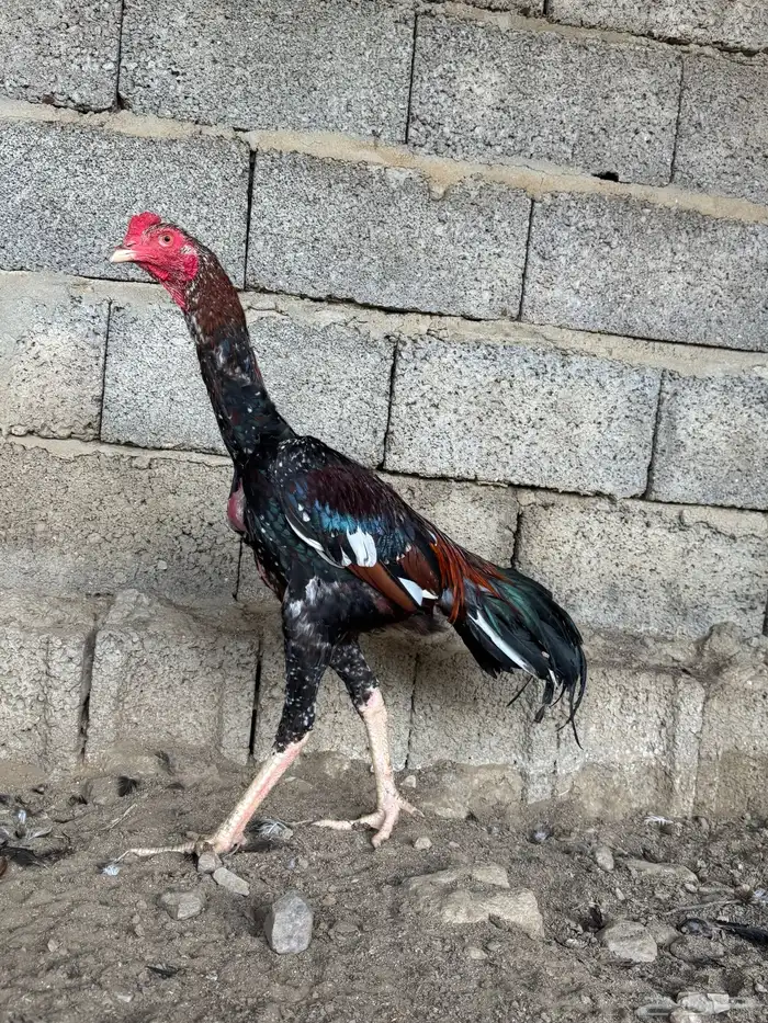 زوج سندي 1