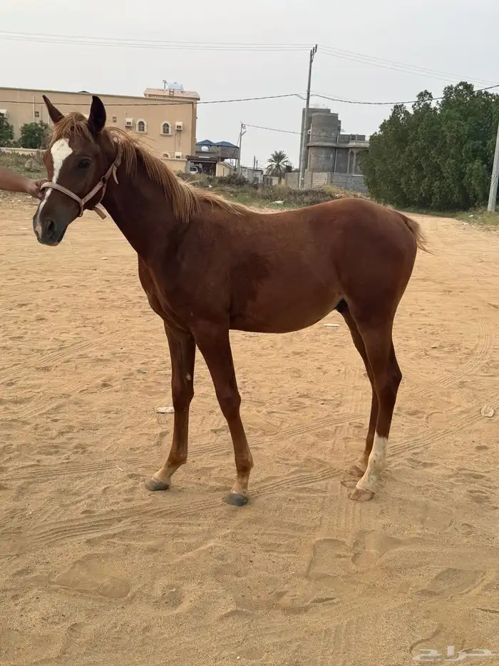 مهر شعبي 3