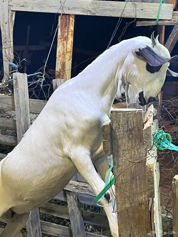 جفره كحلا صنف 5