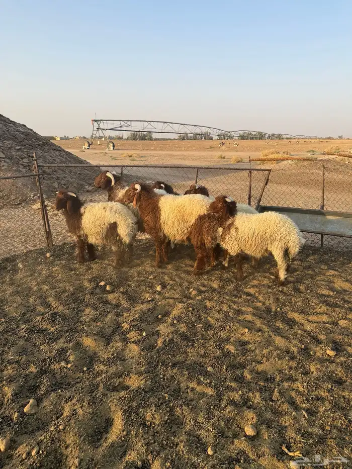 طليان نعيم 3