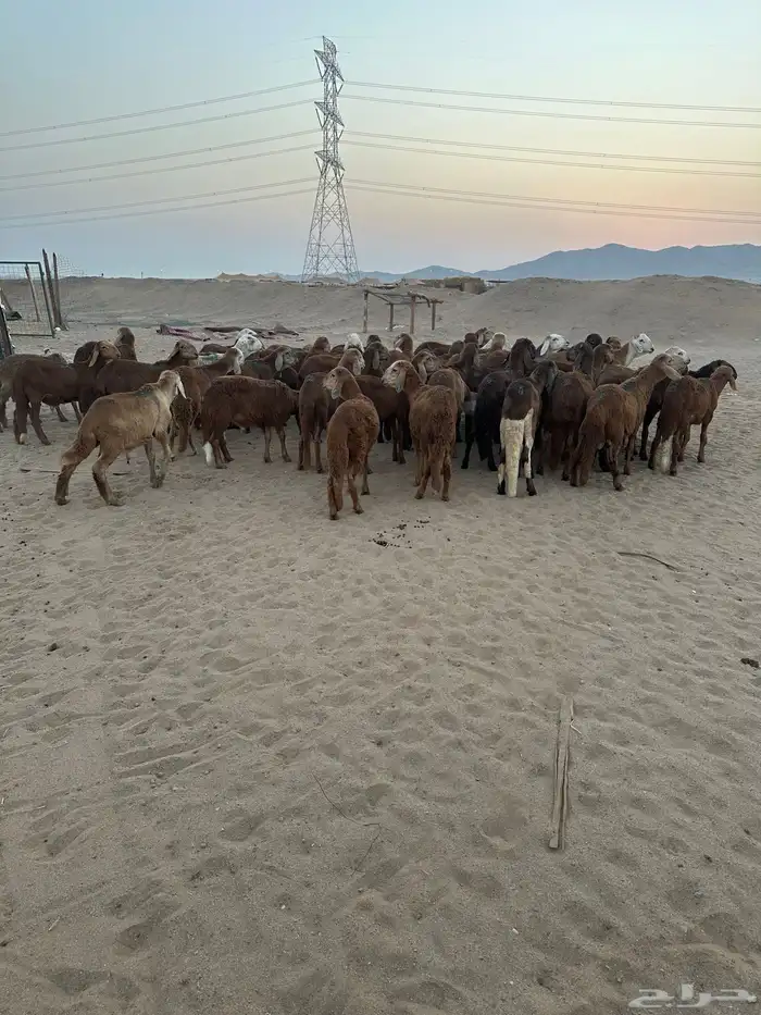 طليان سواكني حمري 2