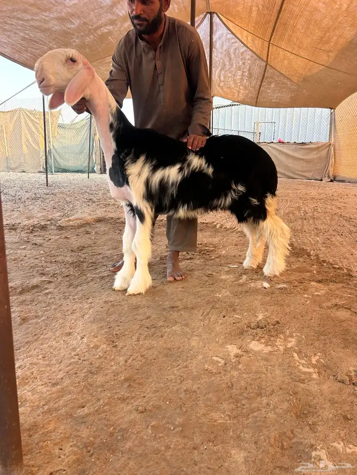 عرض نادر 0