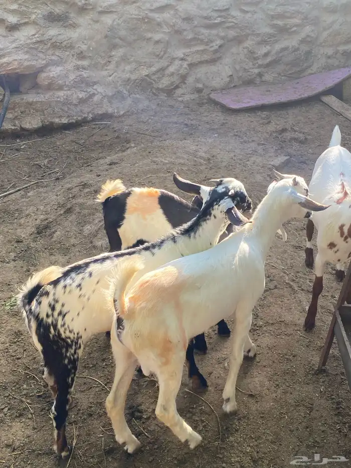 تيوس للبيع 3