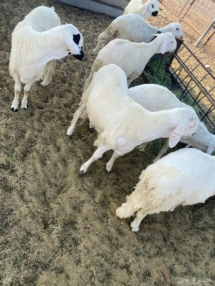 سواكن مرابي 4