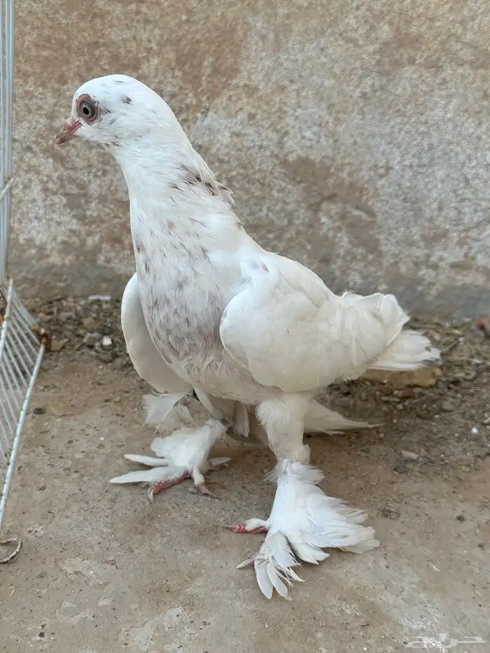 حمام زينه 1