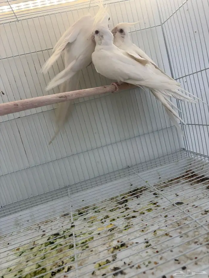 للبيع جمله وتفريد كروان روزات احجام سوبر محليه كلها 5