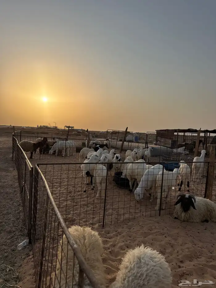 ذبائح تابي وتمارا ويوجد صلخ وتوصيل ( بريدة) 5