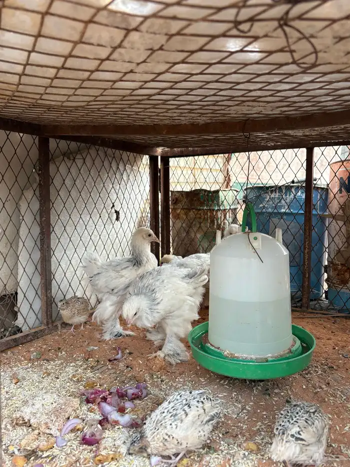 صوص دجاج وسمان 3