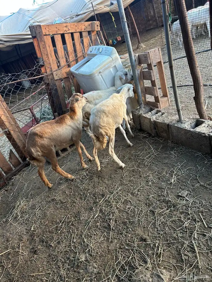 ثلاث رخيل جدعات 4
