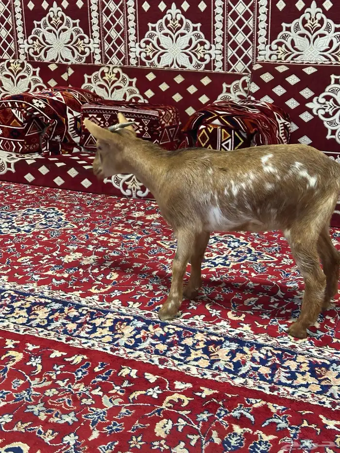 جفره ماعز قزم للبيع 2
