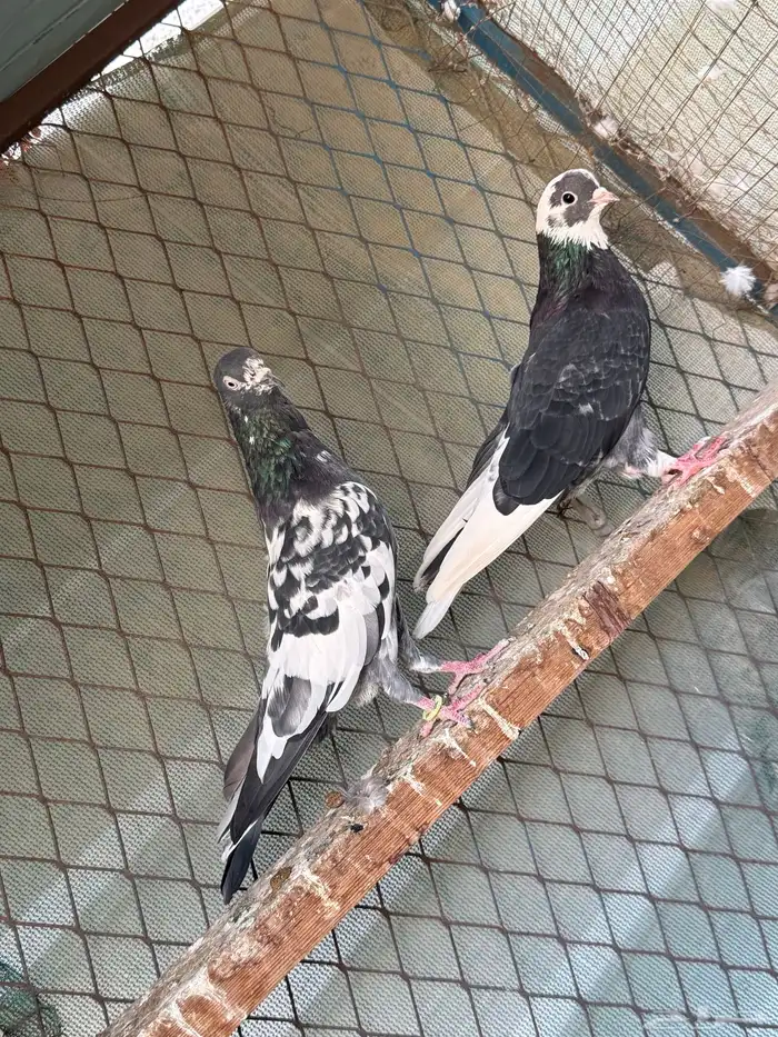 للبيع ذكر باكستاني رام وذكر قطيفي 0