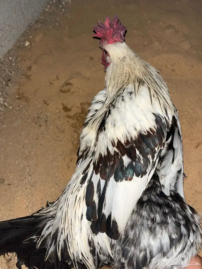 ديوك 0