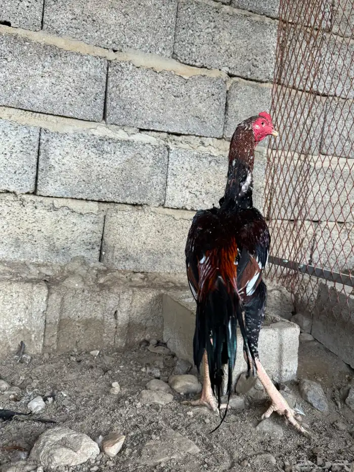 زوج سندي 0