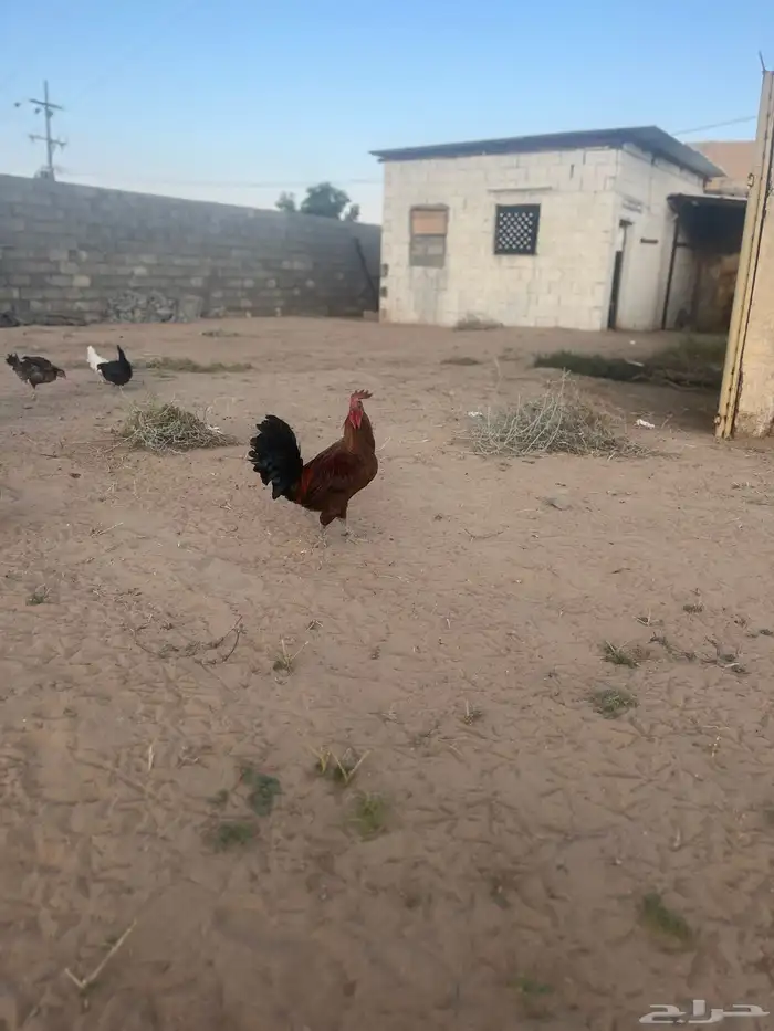 ديك كفو بآذان ويا قصع على الشرط 3