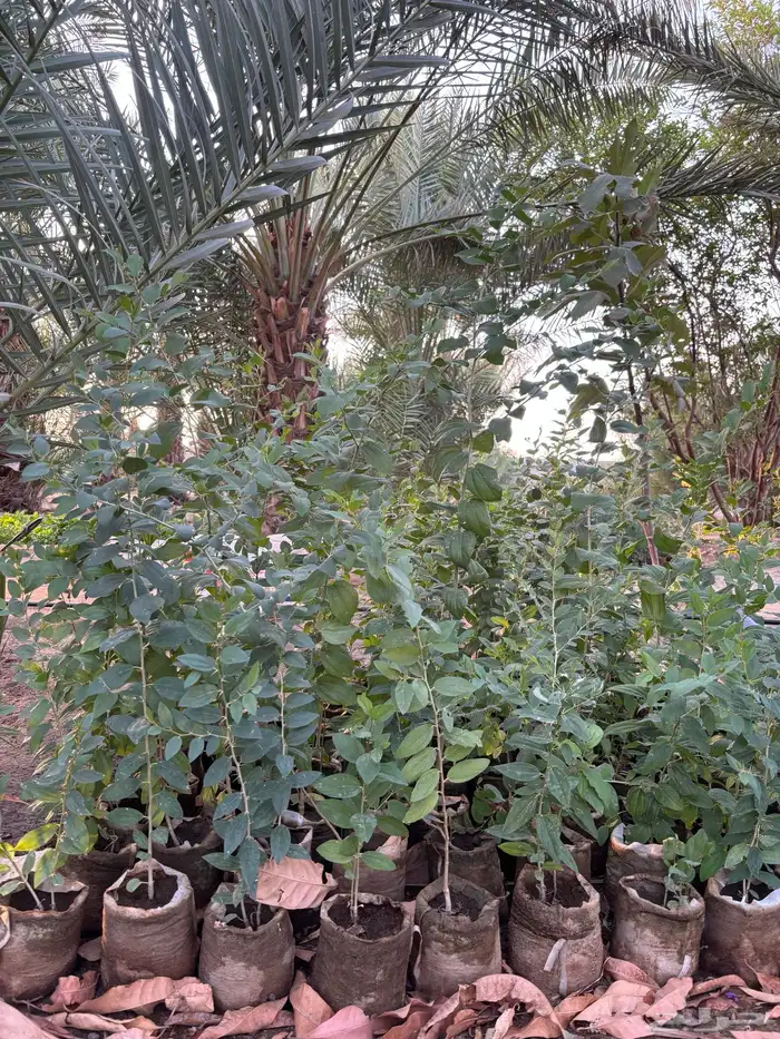 اشجار سدر كنار للبيع 0