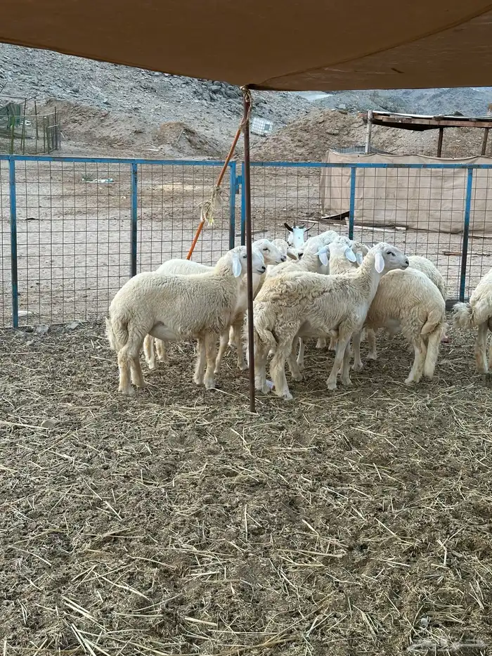 طليان حري 3