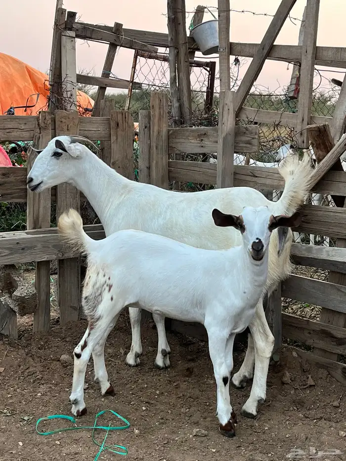 عنز بيشيه يتبعها جفره 4