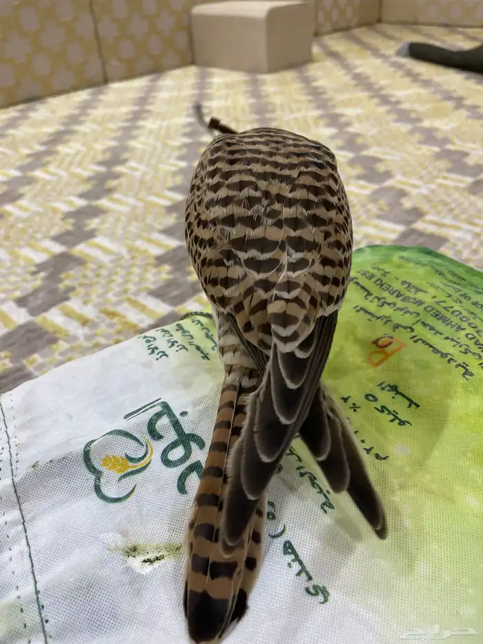 باشق مدرب للبيع على السوم 1