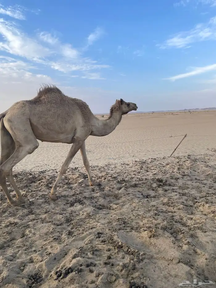 ناقه 1