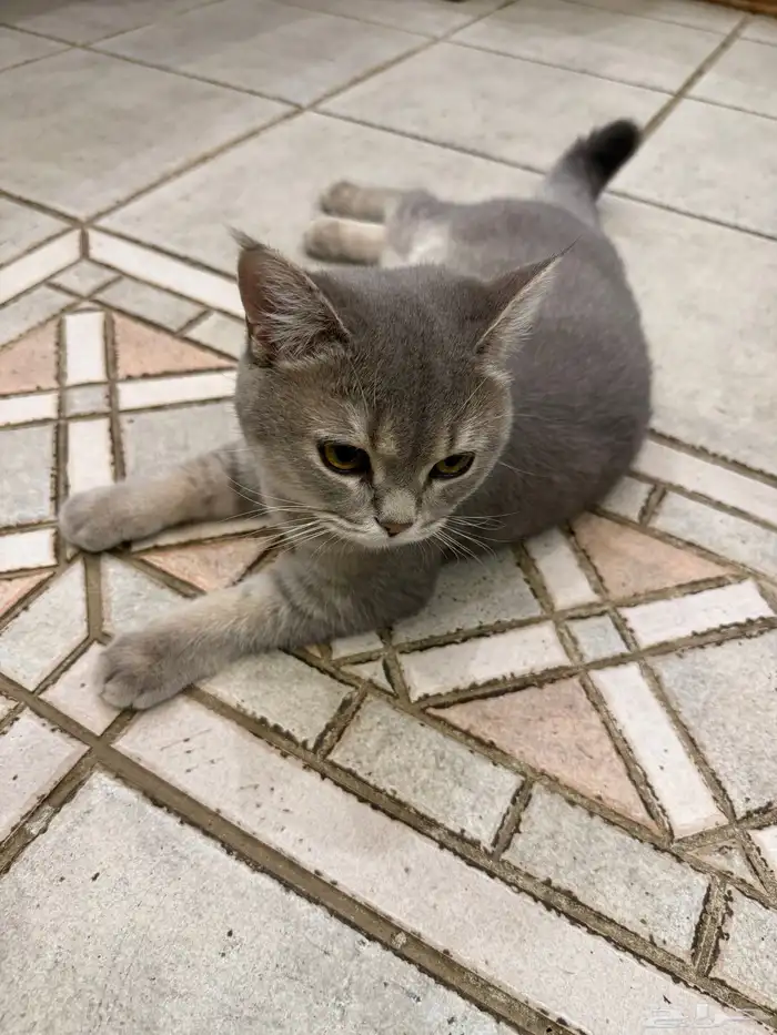 قطه سكوتش 0