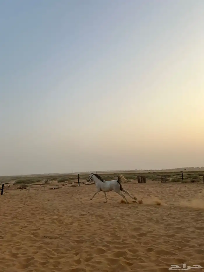 حصان واهو شيخ 3