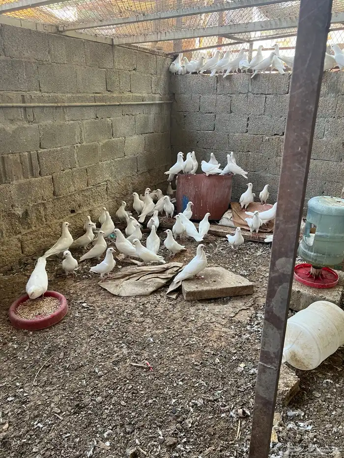 اجوز حمام فرنسي 1