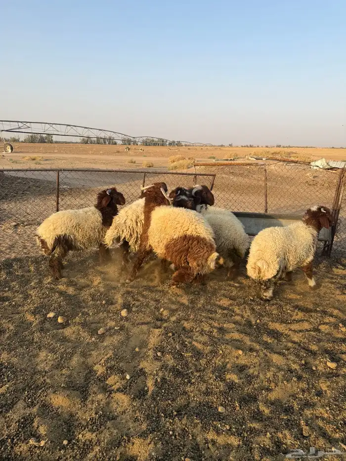 طليان نعيم 8
