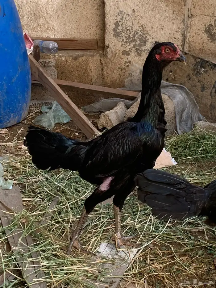دجاج شامبو للبيع 0