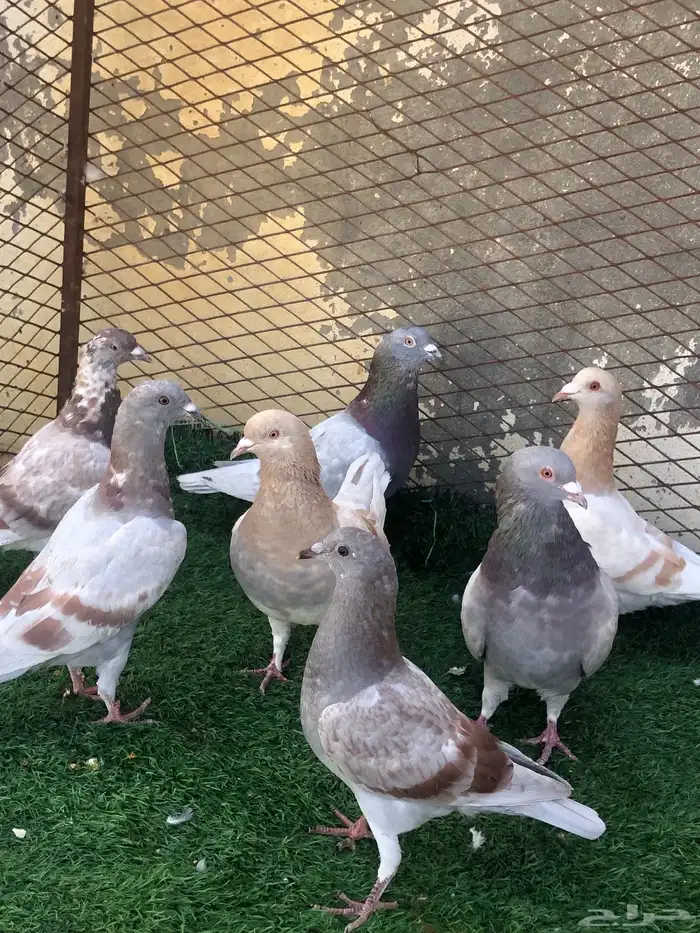 حمام سلفر منوع 2