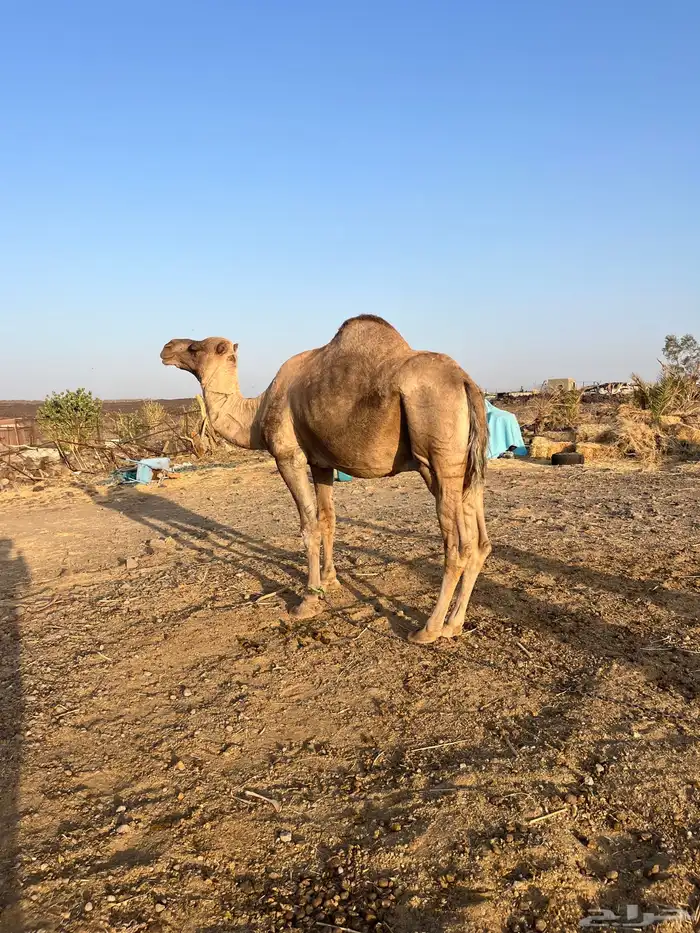 للبيع جمل طيب ومشروط 3
