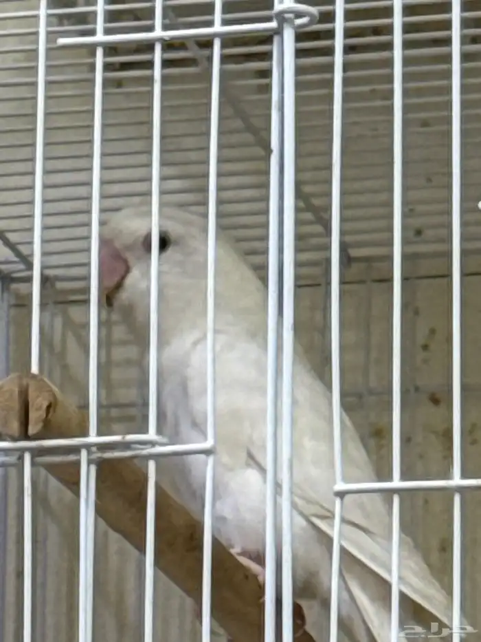 Rose Albino with two chick 0