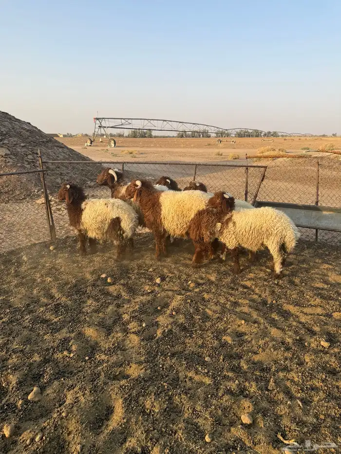 طليان نعيم 5