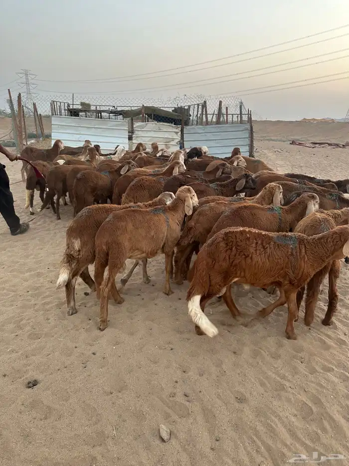 طليان سواكني حمري 4
