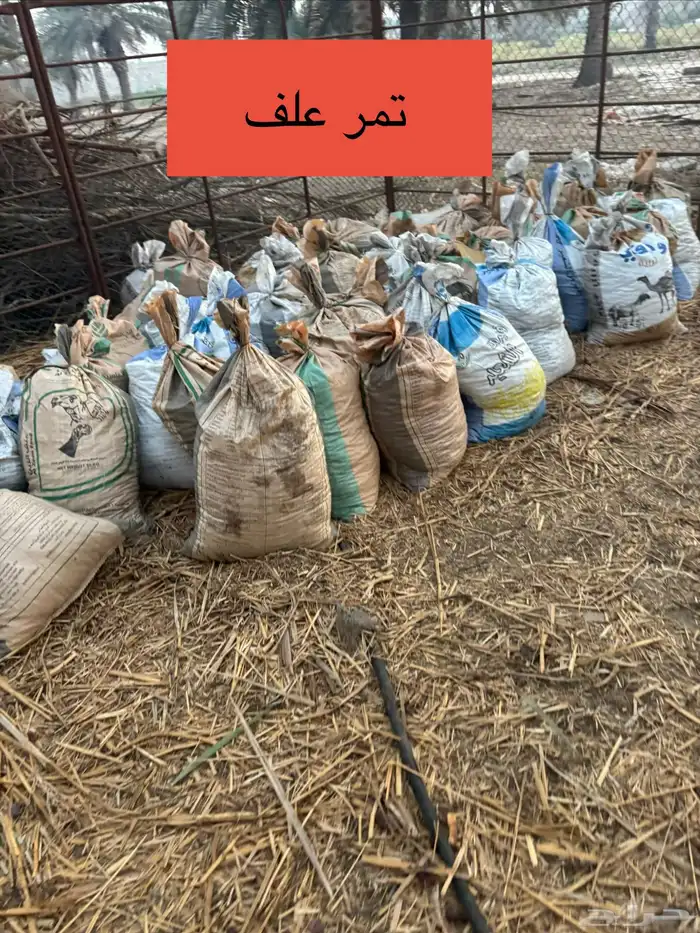 تمر علف 120 كيس 3