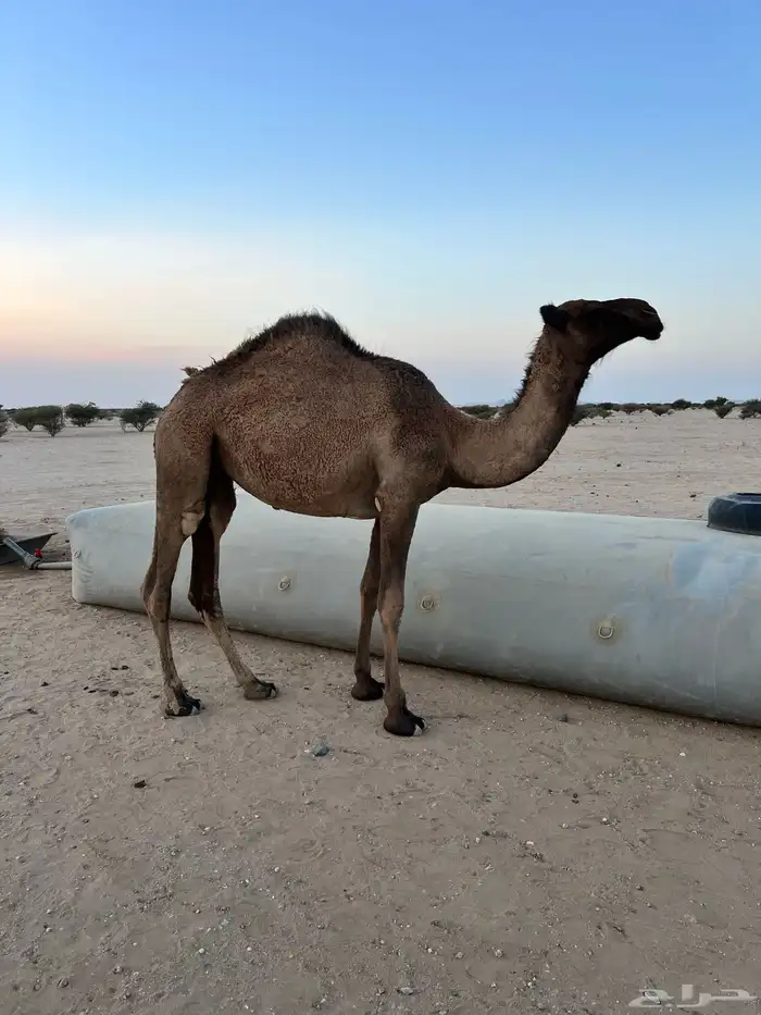 بكره كفو 2