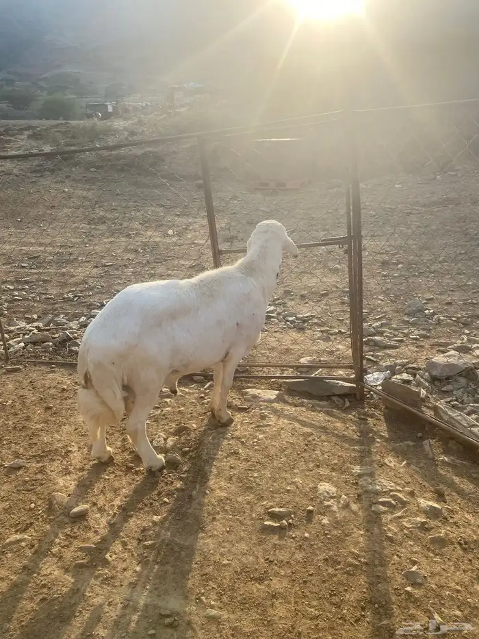 للبيع خروف فحل شرط من جميع العيوب الحمدلله أسن جامع 1
