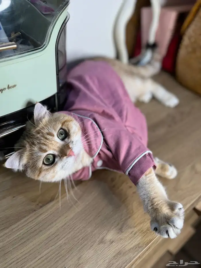 ذكر سكوتش فولد تم البيع 1