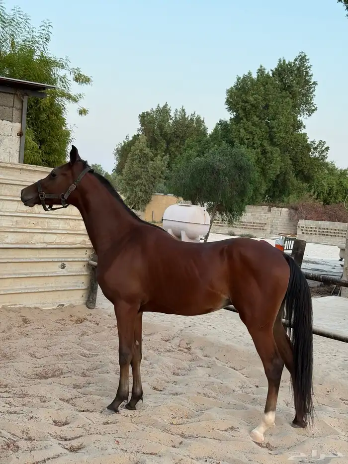 مهر عربي واهو 2