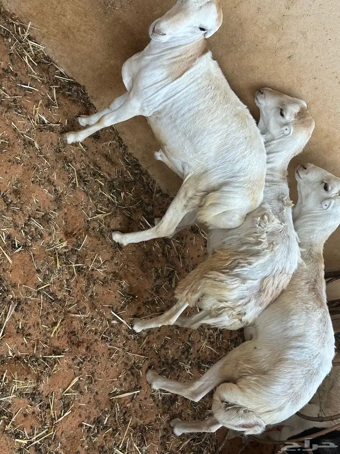 طليان رفيديات 3