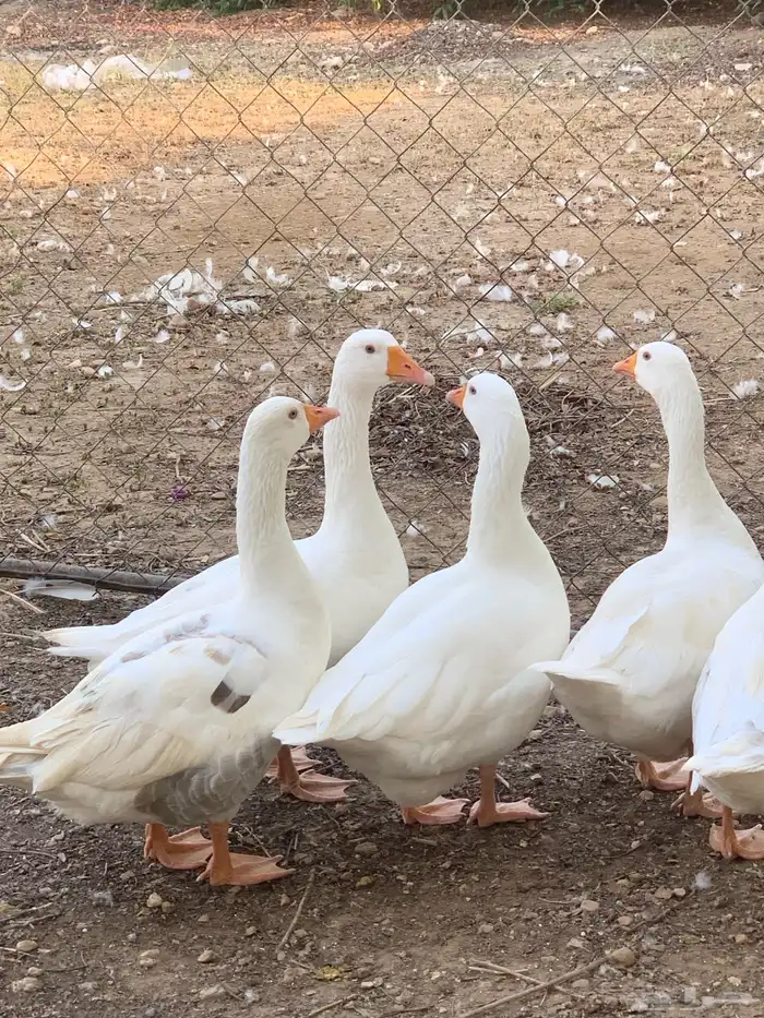 وزبادي وبط بلدي 4