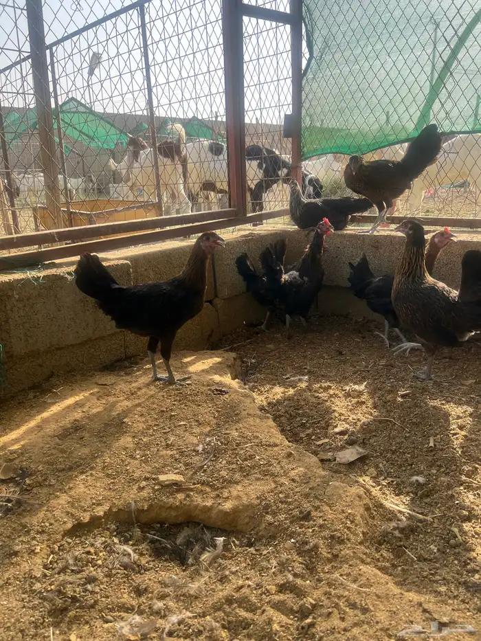 دجاج بلدي 1