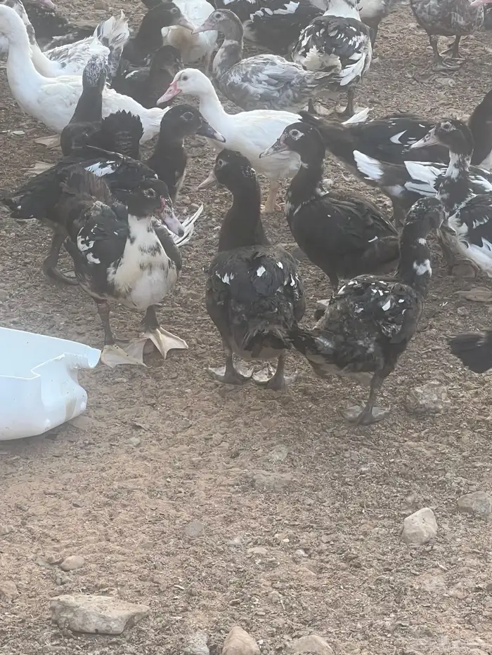 بط بح 3