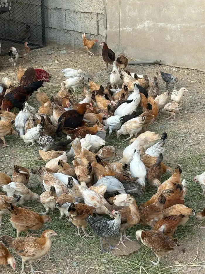 فروخ دجاج 9